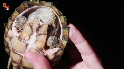 Bizarre Creatures of Texas!