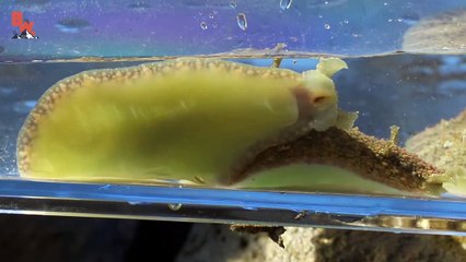 Creepy Tide Pool Creatures!