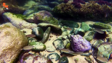 WILL IT INK! - Catching an Octopus