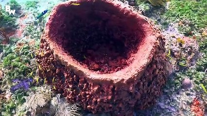 DIVING into a SHARK FRENZY!