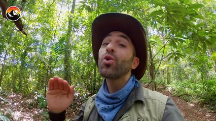 BULLET ANT BOX - Will I Get Stung!