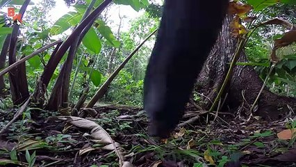 Flesh Ripping Ants