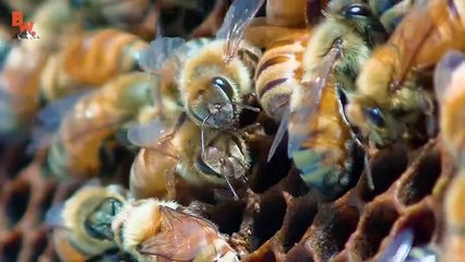 Centipede Bite Worse Than ALL Stings!