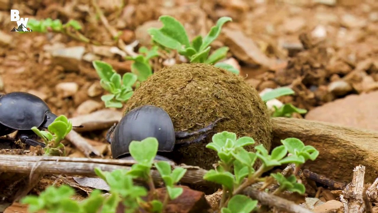 Dung Beetle BATTLE!