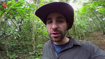 STUNG by a BULLET ANT!