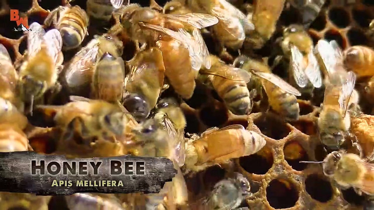 Bee Beard GONE WRONG!