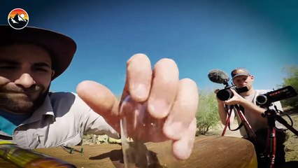 Stinging Ant Swarm vs Coyote's Feet!