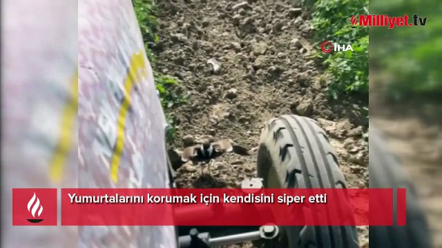 Yumurtalarını korumak için kendisini siper etti