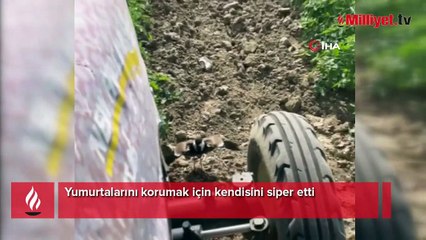 Yumurtalarını korumak için kendisini siper etti
