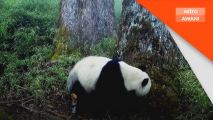 Panda Albino membesar sihat di hutan liar