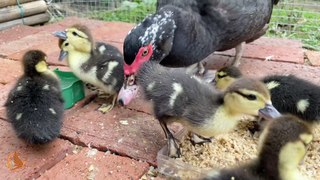 Mother Duck Brings Ducklings to Dinner (Pure Edition)