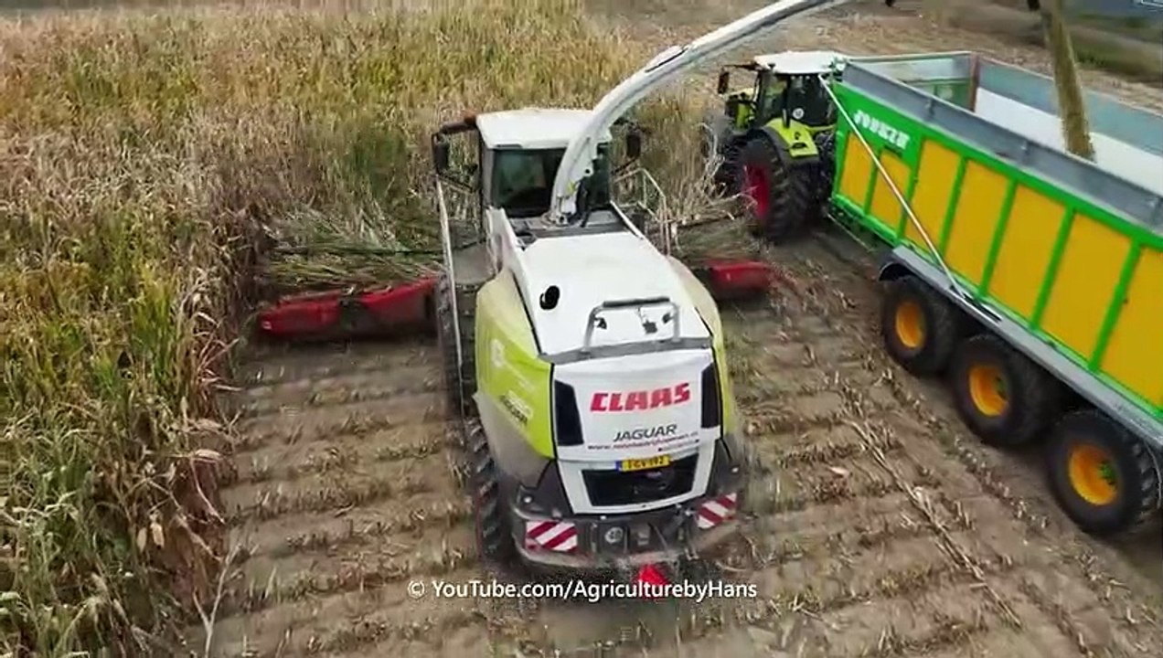 Maishäckseln 2023 - Claas Jaguar 960 - Massey Ferguson - Loonbedrijf Coenen