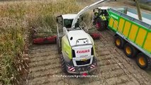 Maishäckseln 2023 - Claas Jaguar 960 - Massey Ferguson - Loonbedrijf Coenen