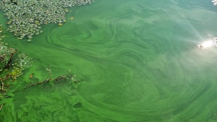 '녹조 라떼' 저수지에 '청소 로봇' 투입 / YTN