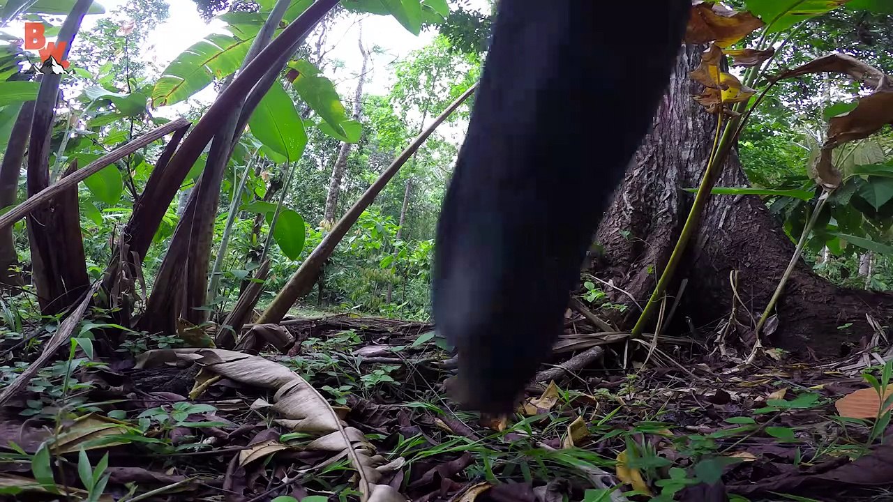 Flesh Ripping Ants