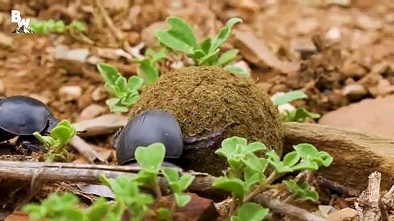 Dung Beetle BATTLE!