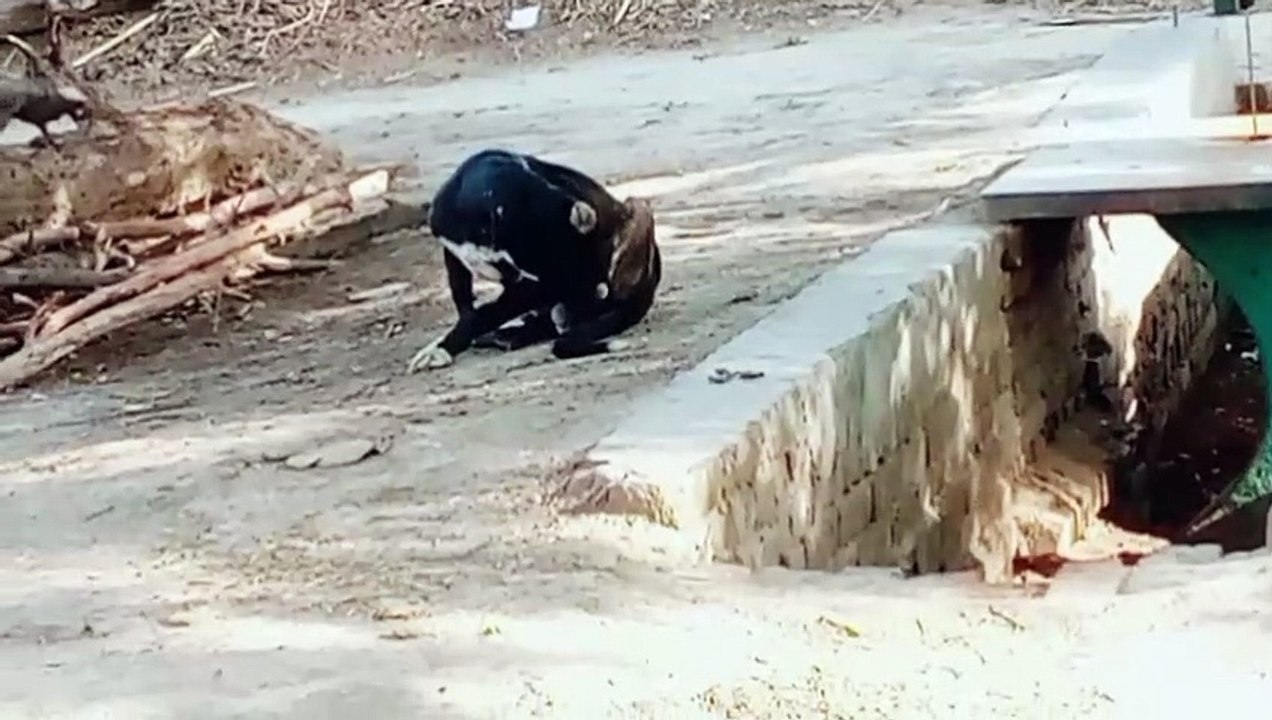 Best Dog Videos Ever Funny DOGS Compilation | 90nature | videoo.tv | haberler |