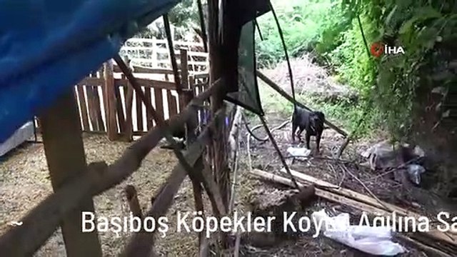 Başıboş Köpekler Koyun Ağılına Saldırdı