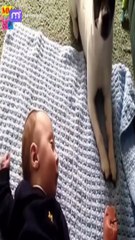 صداقة لا تُضاهى - لحظات مؤثرة من اللعب والمرح مع الكلاب