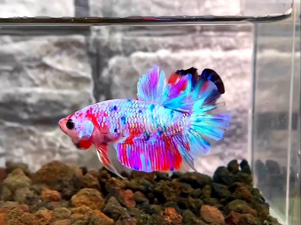 Betta Fish