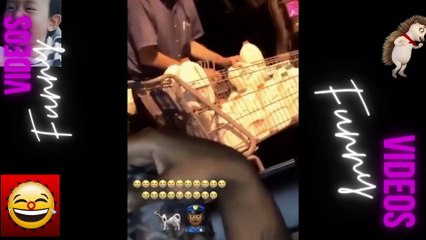 064 Laugh Out Loud Hilarious Videos Guaranteed to Make You Smile