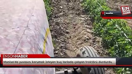 Manisa'da yuvasını korumak isteyen kuş tarlada çalışan traktörü durdurdu