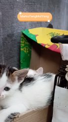 My cat is trapped, and its sibling cannot help!