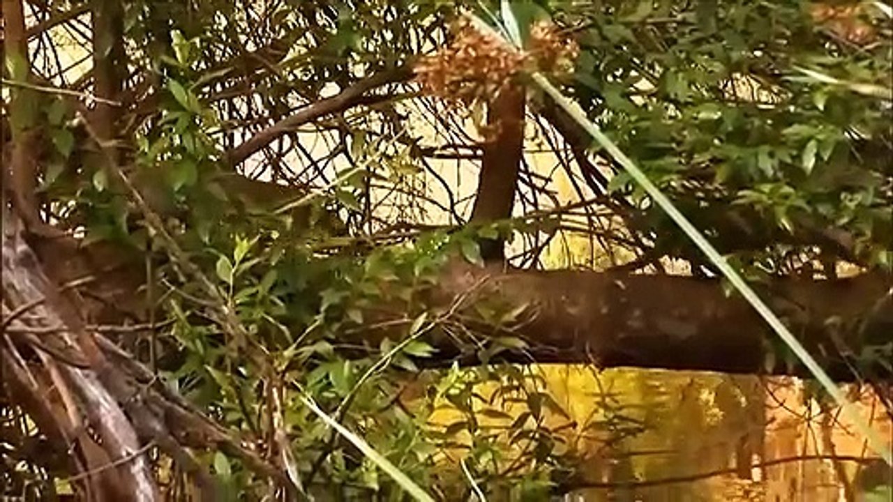 Amezing! Mongoose Civets Fight Fiercely To Survive When Attacked By Cobra