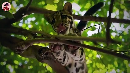 Die 10 größten Katzen der Welt