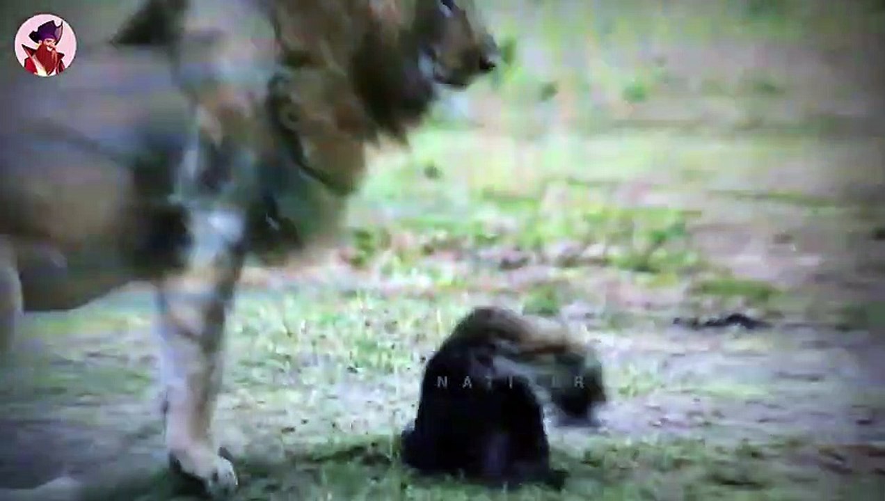 Die 45 verrücktesten Momente, in denen Löwen Jungtiere angegriffen und getötet haben