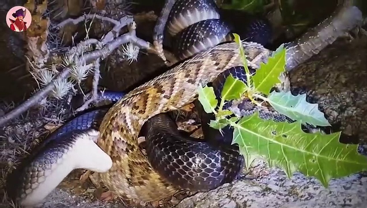 Die 45 bösartigsten Schlangen, die aus Hunger andere Schlangen angriffen