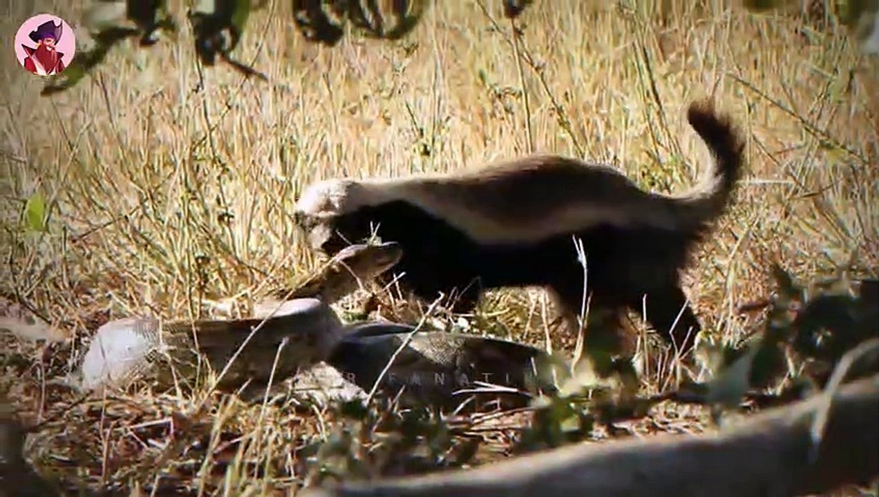 Top 17 Momente von Honigdachsen, die ihren Feinden zeigen, wie verrückt sie sind