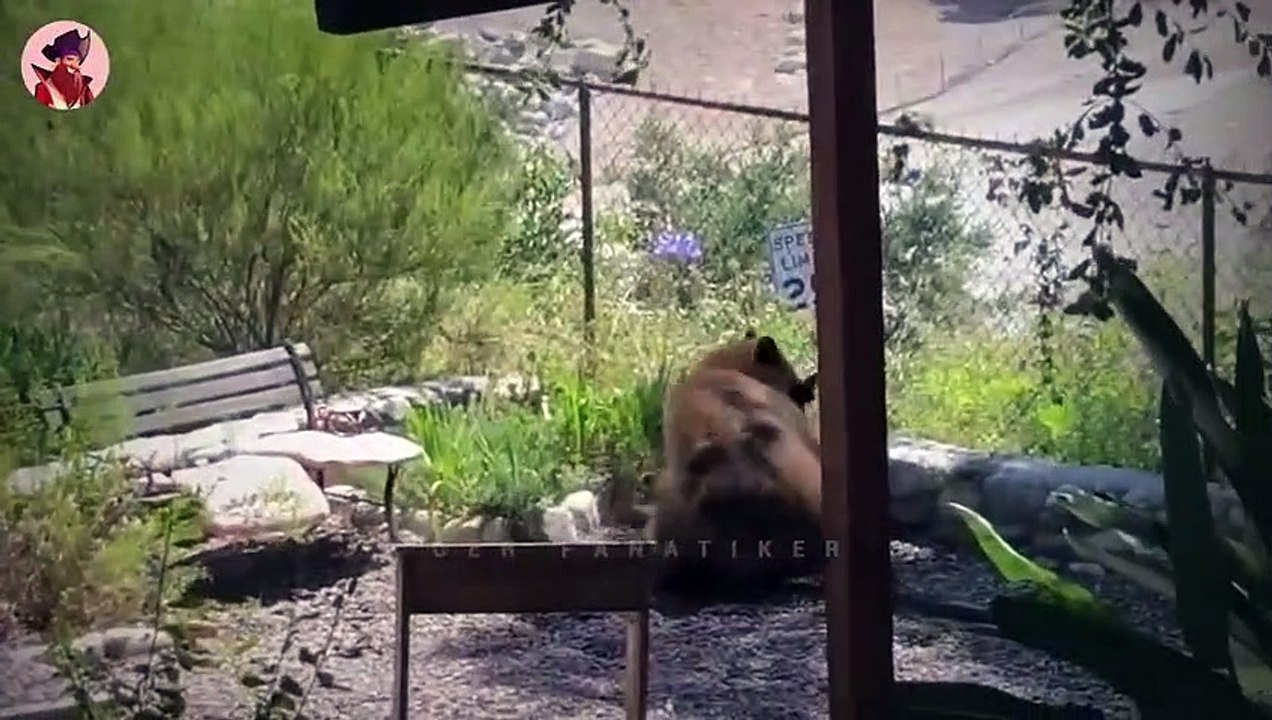 Top 13 mystische Momente, in denen Bären zu weit gingen