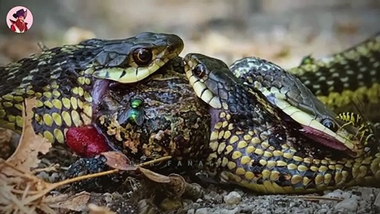 40 Gänsehaut-Momente in denen Raubtiere um dieselbe Beute kämpfen
