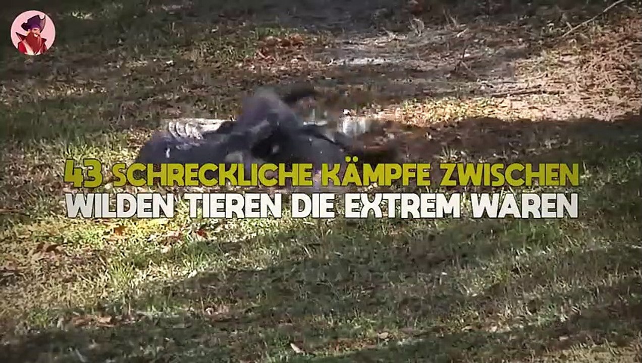 Top 45 schreckliche Kämpfe zwischen wilden Tieren, die extrem waren