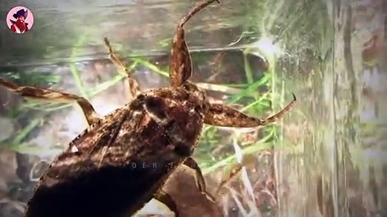 Verrückte Wasserkäfer und Wasserskorpione, die Sümpfe terrorisieren