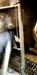 Cow Rips Off Milking Machine