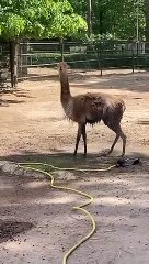Alpacas Enjoy a Cold Shower on a Hot Sunny Day