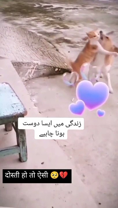 TRUE FRIEND SHIP