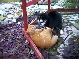 Cat Fight. Black and Brown Cat fighting for life.