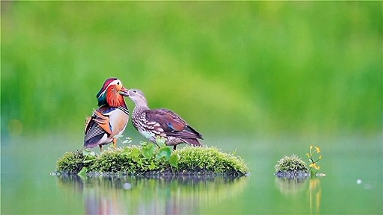 birds_-_79722 (540p)love