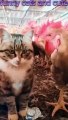 #shorts# funny cats and cute!!!#funny cats,funny,cats,cute cats,funny cat videos,funny cat#
