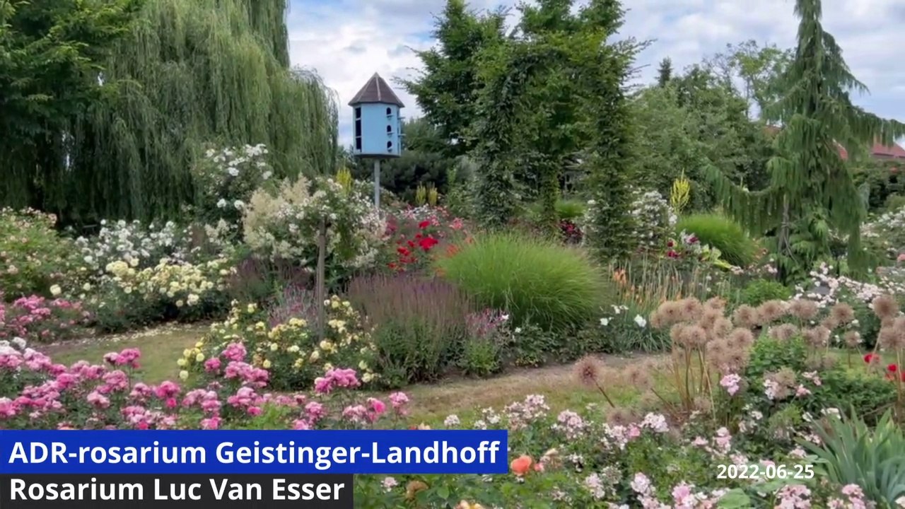 ADR Rosarium Geistinger Landhoff