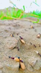 BESHAK  ALLAH BOHT BARA HE