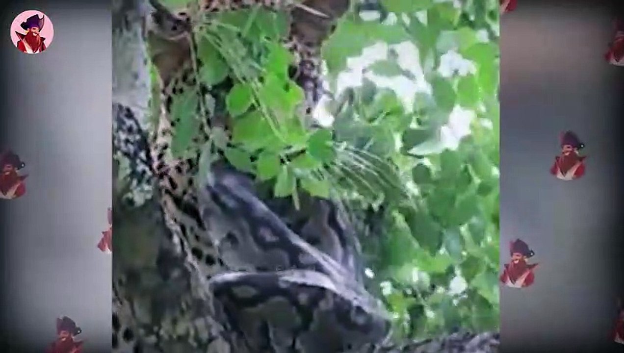 Top 45 atemberaubende Momente, in denen Wildkatzen extrem wütend wurden