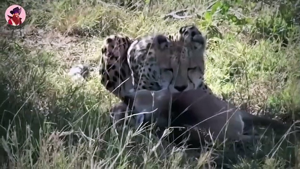 Top 50 Gepardenjagd Momente, Die Man Gesehen Haben Muss