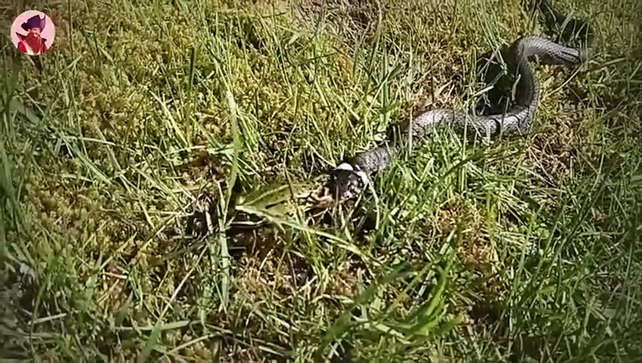 Top 45 Jagdmomente, Die Alle Schockierten