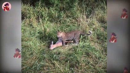 Top 14 rücksichtslose Raubtiere, die kein Erbarmen mit Antilopen und ihren Freunden hatten