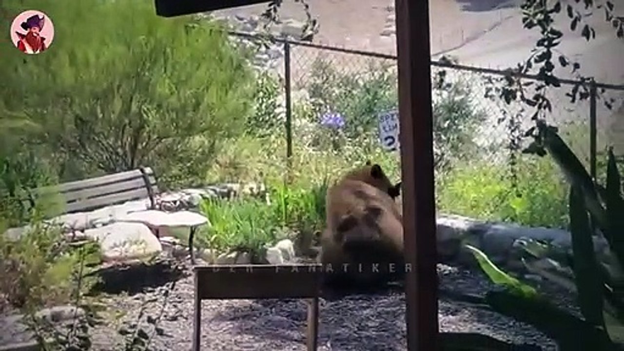 Top 13 mystische Momente, in denen Bären zu weit gingen