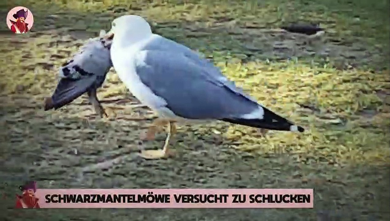 Top 13 brutale Momente, in denen Vögel ihre Beute in einem Schluck verschluckten